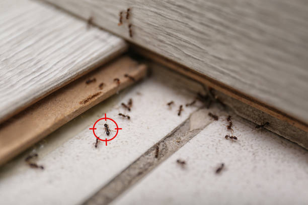 Best Pest Control Near Me  in Nyssa, OR